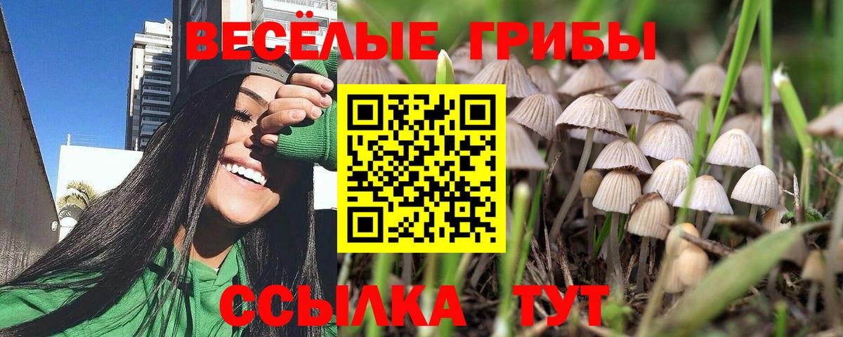 Курчатов  Псилоцибиновые грибы MAGIC MUSHROOMS  Псилоцибиновые грибы мицелий  Вход с VPN 